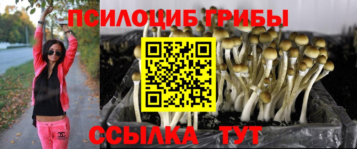 Саянск  Псилоцибиновые грибы Cubensis  Вход с VPN 
